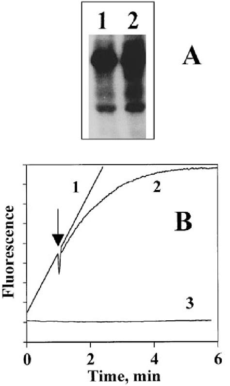 Influence of disulphide reduction on mitochondrial ADP-ribosylation and... | Download Scientific ...