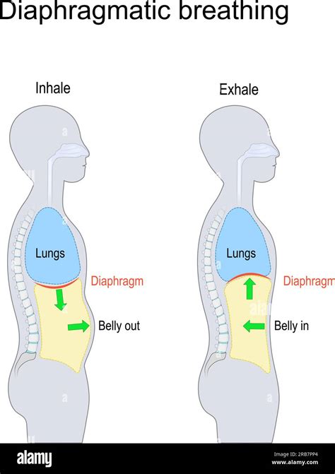 Diaphragmatic breathing. abdominal, belly or deep breathing. side view ...