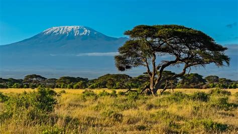 Kilimanjaro Stock Photos, Royalty Free Kilimanjaro Images | Depositphotos