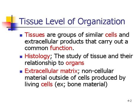 Chapter 4 Tissue Level of Organization 1 Tissue