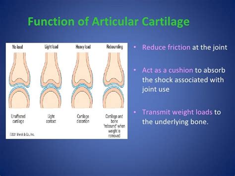 Function Of Articular Cartilage In Knee - slidesharetrick