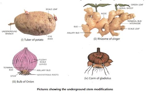 Rhizome Plants Examples