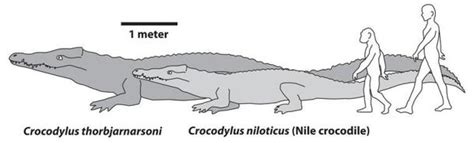 List of Prehistoric Crocodiles - Crocodile Facts