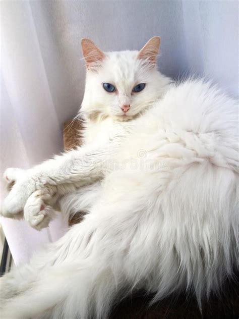 Female Turkish Angora cat with blue eyes. A female Turkish Angora cat with blue , #AD, #Angora ...