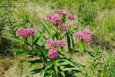 PlantFiles Pictures: Asclepias Species, Swamp Milkweed, Rose Milkweed, Swamp Silkweed (Asclepias ...