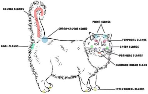 Female Cat Anal Glands – Telegraph