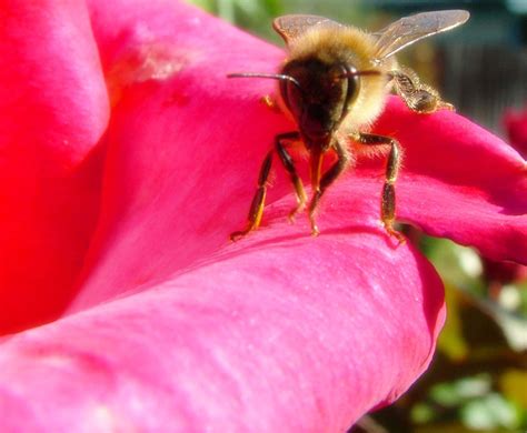 Bee on a Rose Free Photo Download | FreeImages