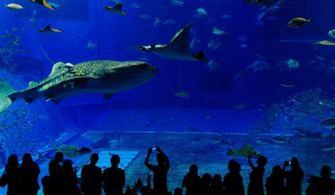 Shedd Aquarium Chicago: Underwater Exhibits and Aquatic Performances