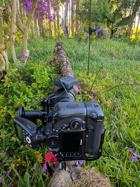 Get Ready to Remote, Part 1: Simple Camera Traps For Wildlife - Photofocus