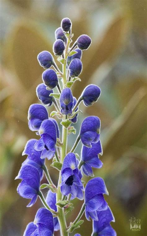 Himalayan Monkshood-Aconitum heterophyllum , valley of flowers | Valley ...