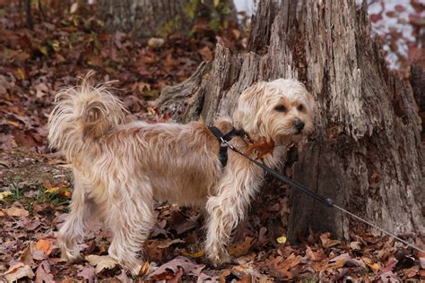 Shorkie - Full grown Shih Tzu Yorkie mix | candronescu | Flickr