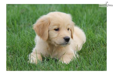 Meet Female a cute Golden Retriever puppy for sale for $650. Havana ...