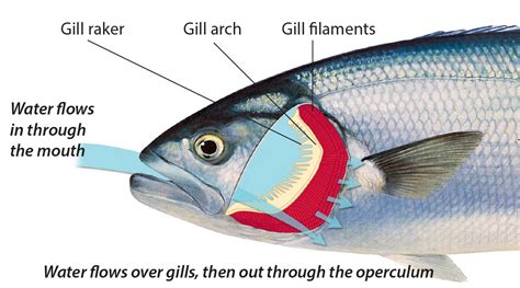 Fact Sheet: Fish Anatomy • Department of Primary Industries and Regional Development