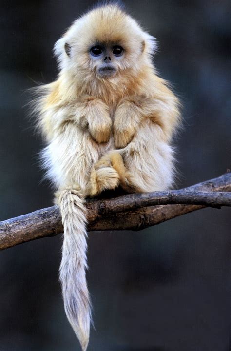 Golden snub-nosed monkey | Things that are Cute | Pinterest