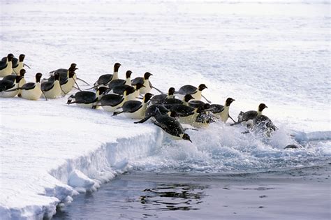 Wandering Wonderkid: Emperor penguin migration