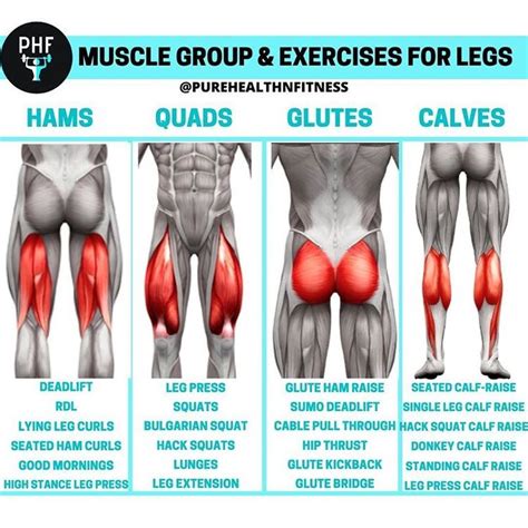 Leg exercises by muscle group | Leg workouts gym, Full leg workout, Leg ...