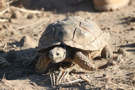 Chaco Tortoise in January 2019 by Andrea Crasto Cristiano · iNaturalist