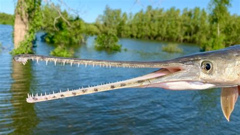 What’s a gar and why is it the big winner at the Minnesota Capitol? – Twin Cities