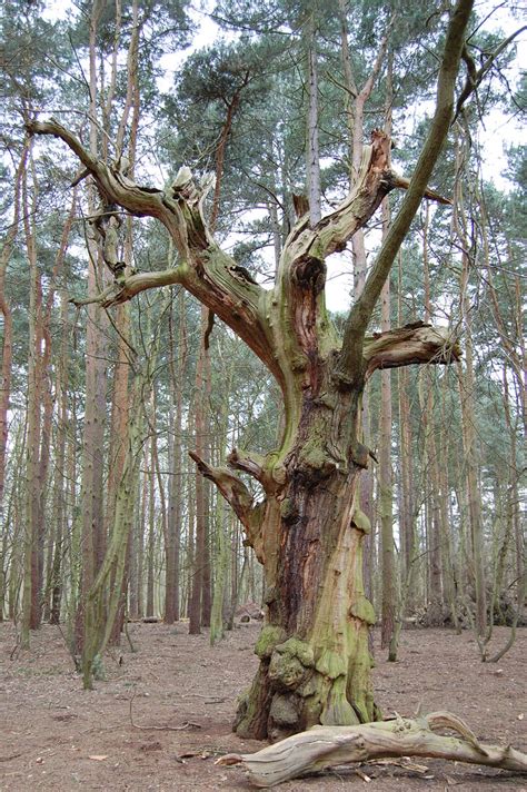 Sleepy Hollow Tree | This tree was stood all alone, it remin… | Flickr