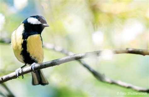 Leer de geluiden van vogels herkennen - Hier in Salland