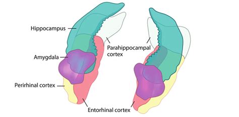 The Entorhinal Cortex: Unlocking the Gateway to Memory and Spatial Navigation - Very Big Brain