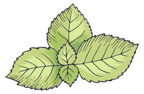 Premium Vector | Mint leaves green spearmint drawing natural botany