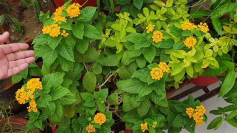 How to Grow and Care for Lantana