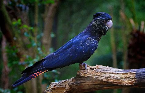 Red-Tailed Black Cockatoo | The Animal Facts | Appearance, Behavior