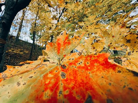 Close up of Autumn Leaves · Free Stock Photo