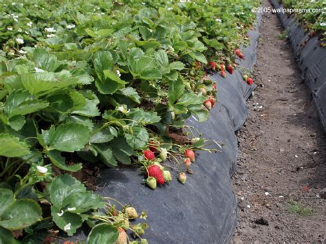 Strawberry Fields Wallpaper Free HD Backgrounds Images Pictures