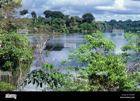 Classic river and rainforest scenery in the Amazon region of Brazil ...