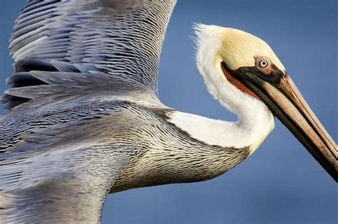 Close Up Of A Flying Brown Pelican Photograph by Tim Laman