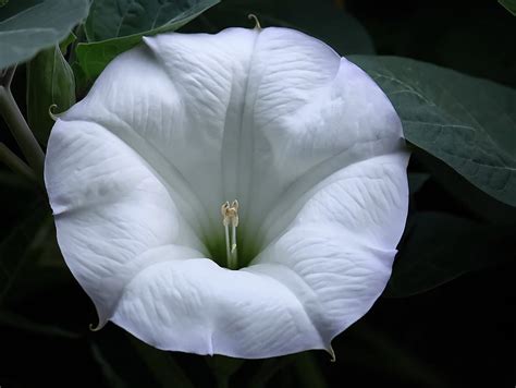 Moon Flower Photograph by Angie Vogel