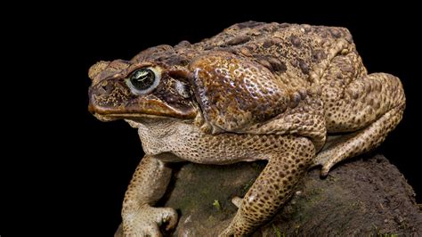 Cane toads reportedly spotted in Truro in SA Mid North | The Advertiser