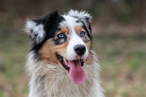 Blue eyes - Blue eyes, Australian Shepherd, Aussie, Dogs, animals | Australian shepherd blue ...