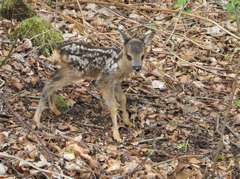 Calderdale Wildlife: Roe Deer Fawns