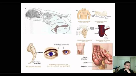 Evidence of Evolution (Part 3): Anatomy - Vestigial & Mosaic Structures - YouTube