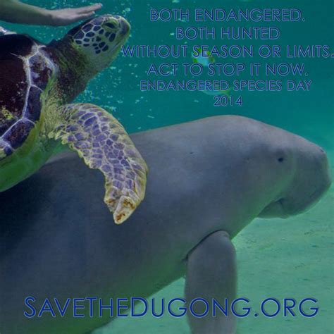 Gallery - Save The Dugong