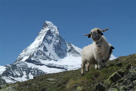 Zermatt to introduce Mountain Rescue Sheep - Matterhorn Chalets