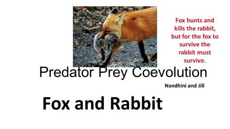 Coevolution Examples Predator And Prey