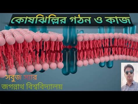 কোষঝিল্লি কি? কোষঝিল্লির গঠন ও কাজ|| Plasmalemma structure and function||Sobuj Sir - YouTube