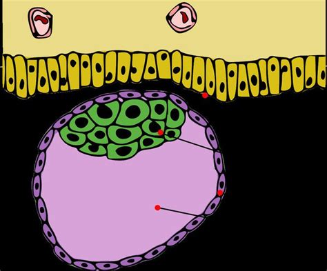 Inner cell mass - Alchetron, The Free Social Encyclopedia