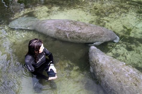 Florida Manatees and Endangered Habitats - Oceanic Society