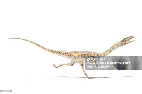 Coelophysis Skeleton Illustration High-Res Vector Graphic - Getty Images