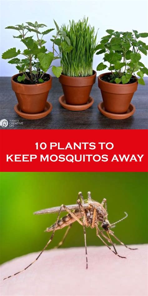 Healthyload: 10 PLANTS TO KEEP MOSQUITOS AWAY | Keeping mosquitos away, Plants, Mosquito