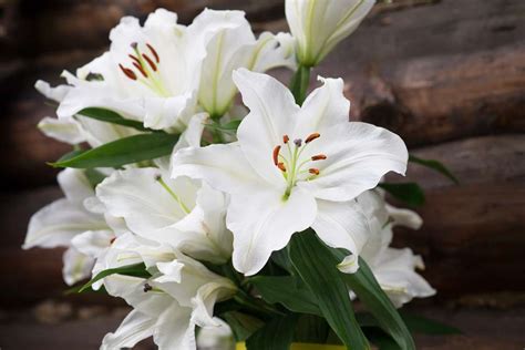 White Stargazer Lily Meaning (Important Differences For 3 Color ...