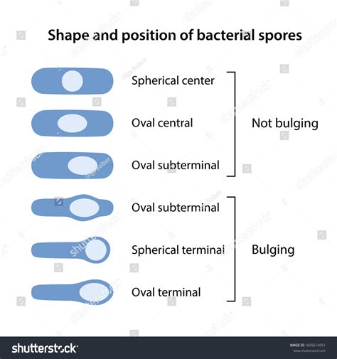 Shape Position Bacterial Spores Shapes Bacillus: เวกเตอร์สต็อก (ปลอดค่า ...