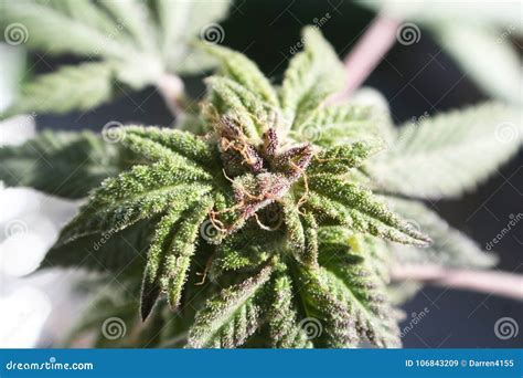 Cannabis Bud Close Up High Quality Stock Image - Image of herbal, close: 106843209