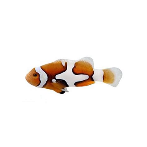 Picasso Clownfish – Fishgallery