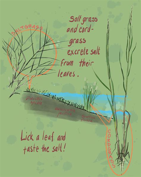 Naturalist's Notebook: How Salt Marsh Plants Cope With All the Salt